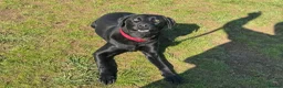 Labrador Retriever dogs for sale: Gorgeous trained Labrador available for new home  in Witney - Advert 6