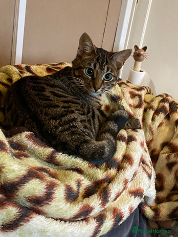 Bengal cats - Advert 12