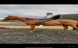 Irish Thoroughbred horses for sale: sweet tb gelding  - Image 6