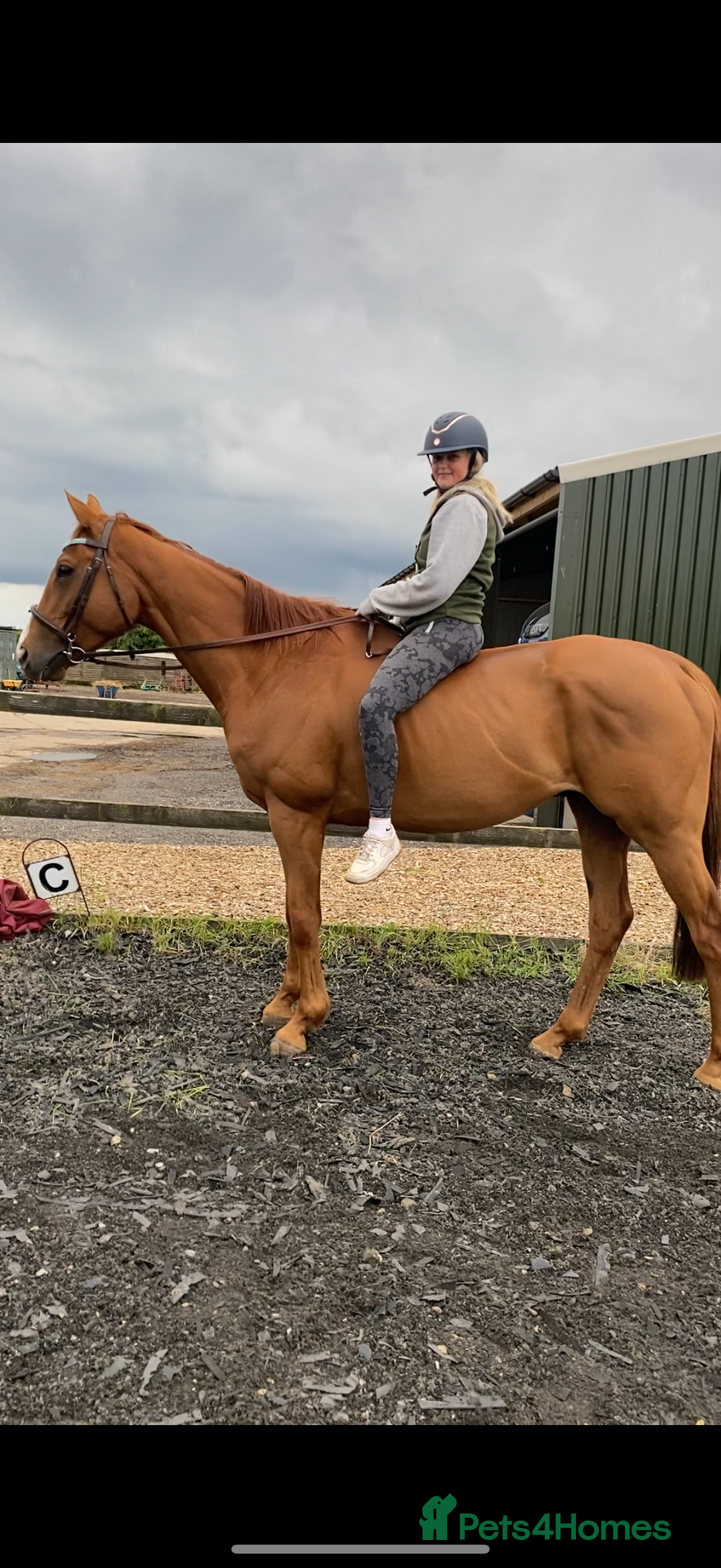 Irish Thoroughbred horses for sale: sweet tb gelding  - Image 6