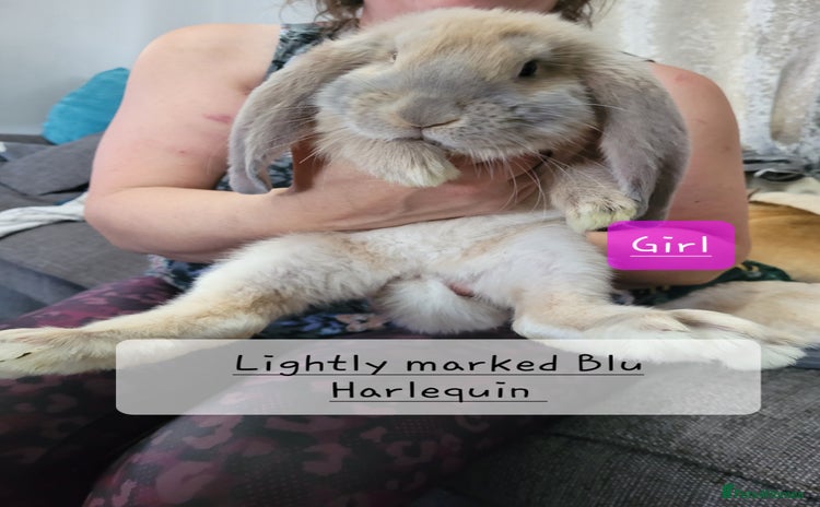 French Lop rabbits - Advert 1