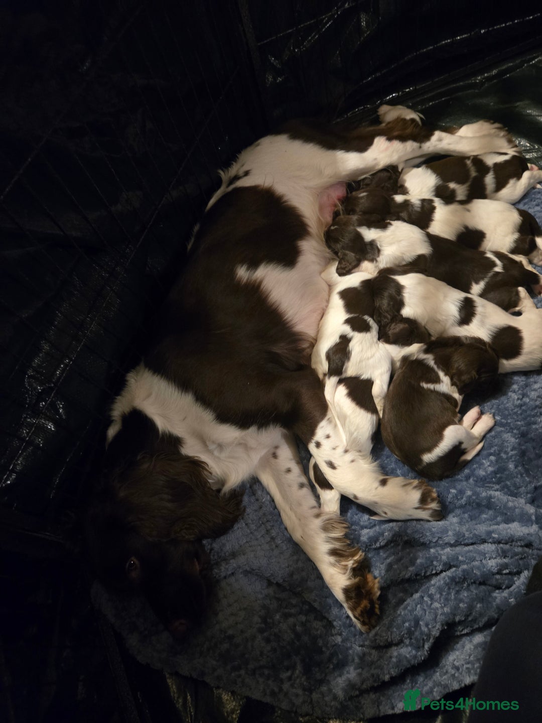 English Springer Spaniel dogs for sale: KC Registered English Springer Spaniel Puppies - Advert 4