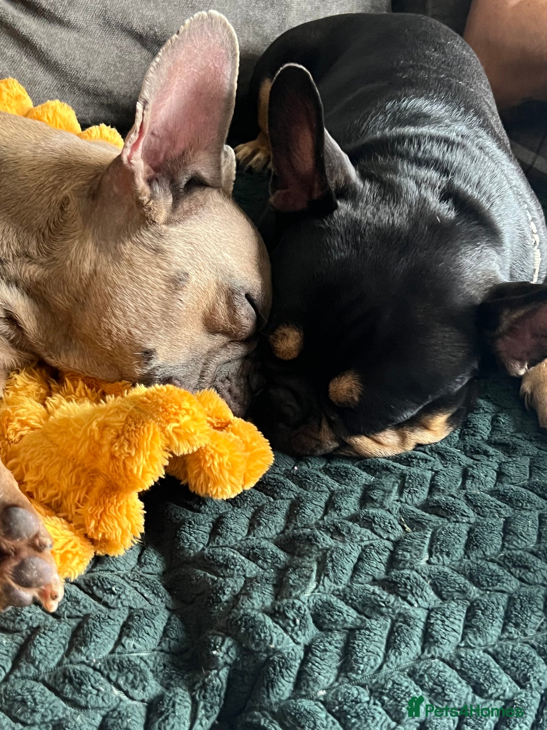 French Bulldog dogs for sale: 3 lovely French bulldogs for sale  - Image 4
