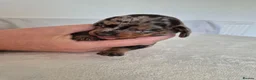 Miniature Dachshund dogs for sale: 🖤 Stunning Miniature Dachshunds 🖤 - Advert 16