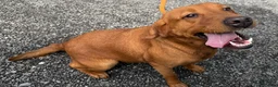 Labrador Retriever dogs for sale: Gorgeous KC Registered Fox Red Bitch - Adult - Advert 2