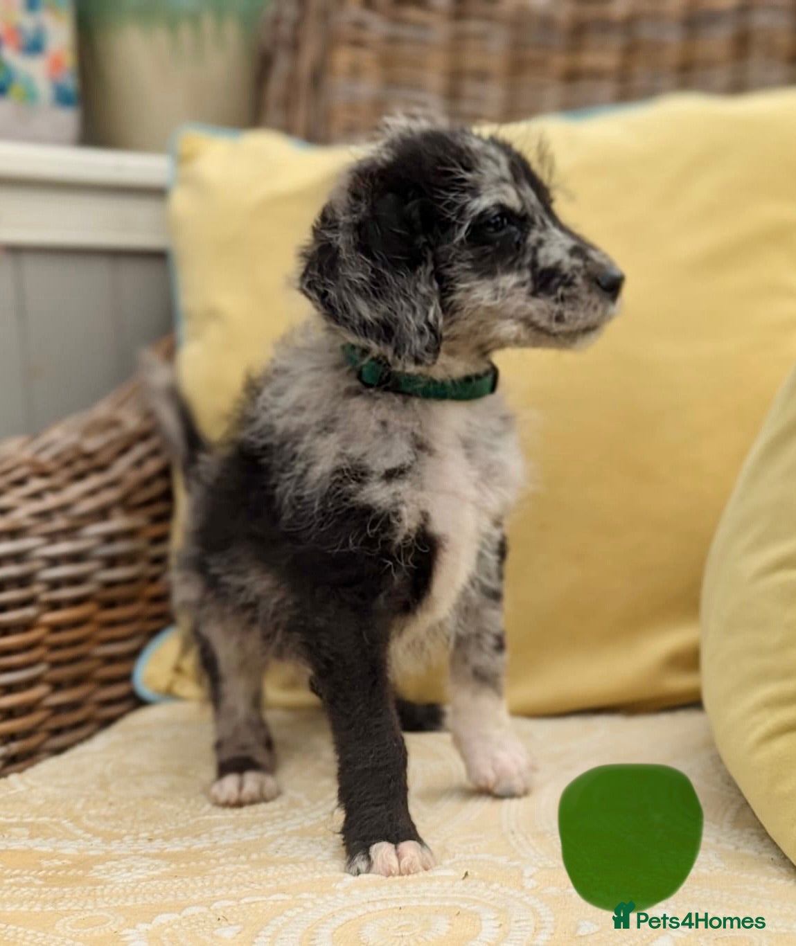 Bordoodle dogs for sale: Standard Bordoodle puppies- ready now - Advert 5