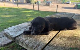 Mixed Breed dogs for sale: Puppy’s  - Image 6