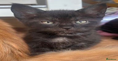 Maine Coon cats - Advert 4