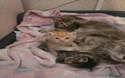 Mixed Breed cats for sale: Kittens  - Image 3
