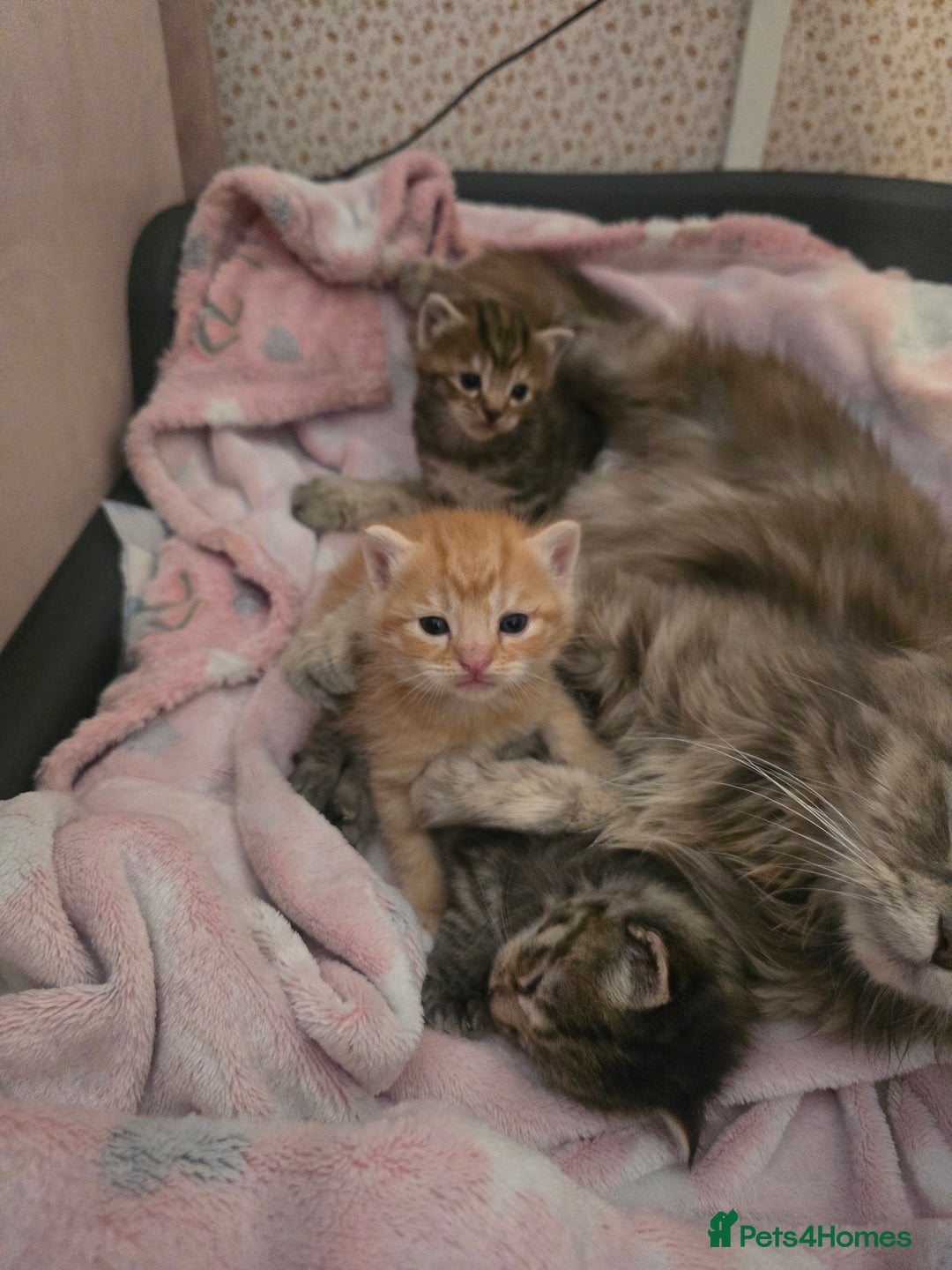 Mixed Breed cats for sale: Kittens  - Image 3