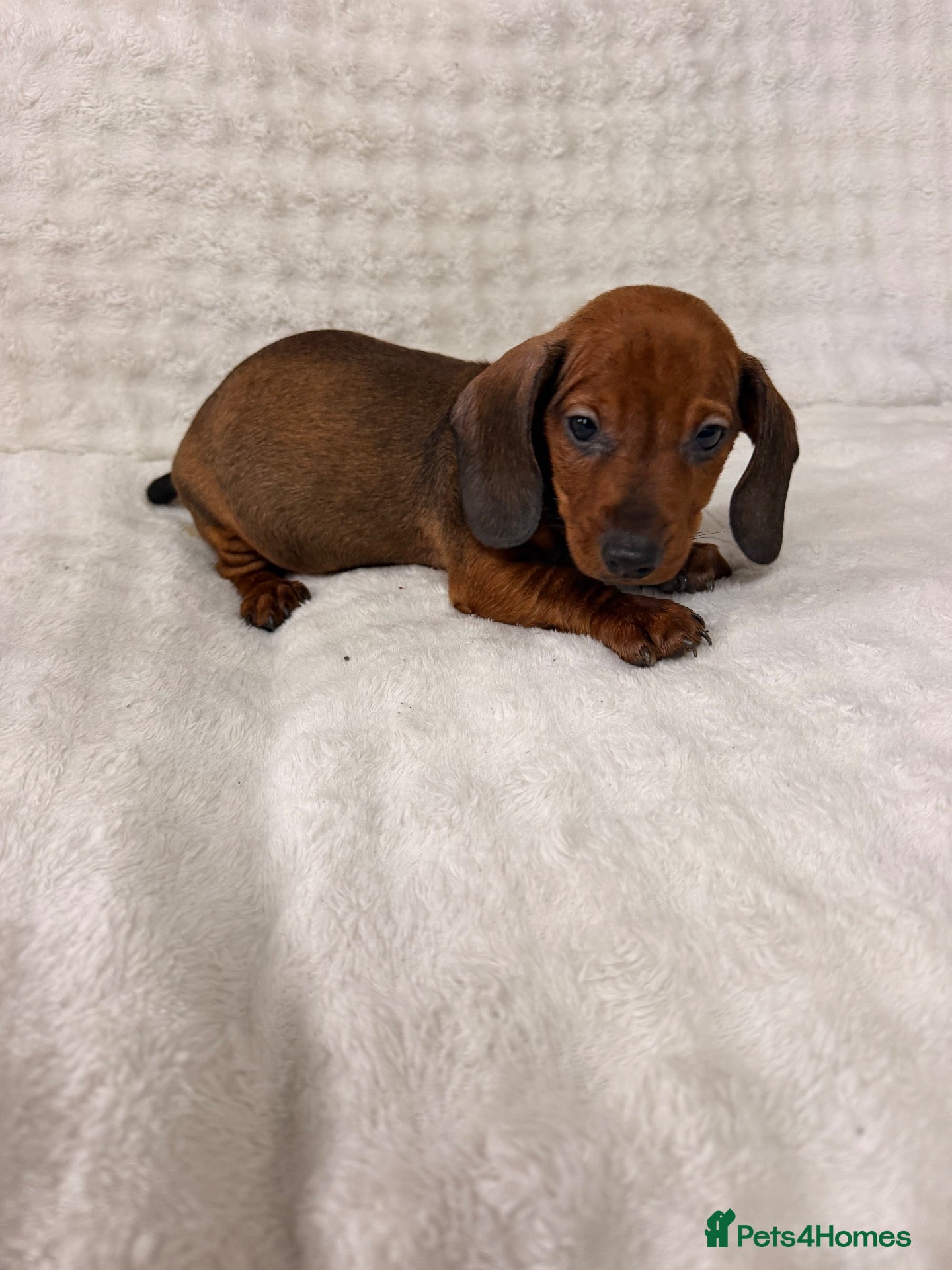 Dachshund dogs Miniature Dachshunds Puppys  - Advert 1