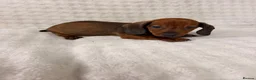 Dachshund dogs for sale: Miniature Dachshunds Puppys  - Advert 6