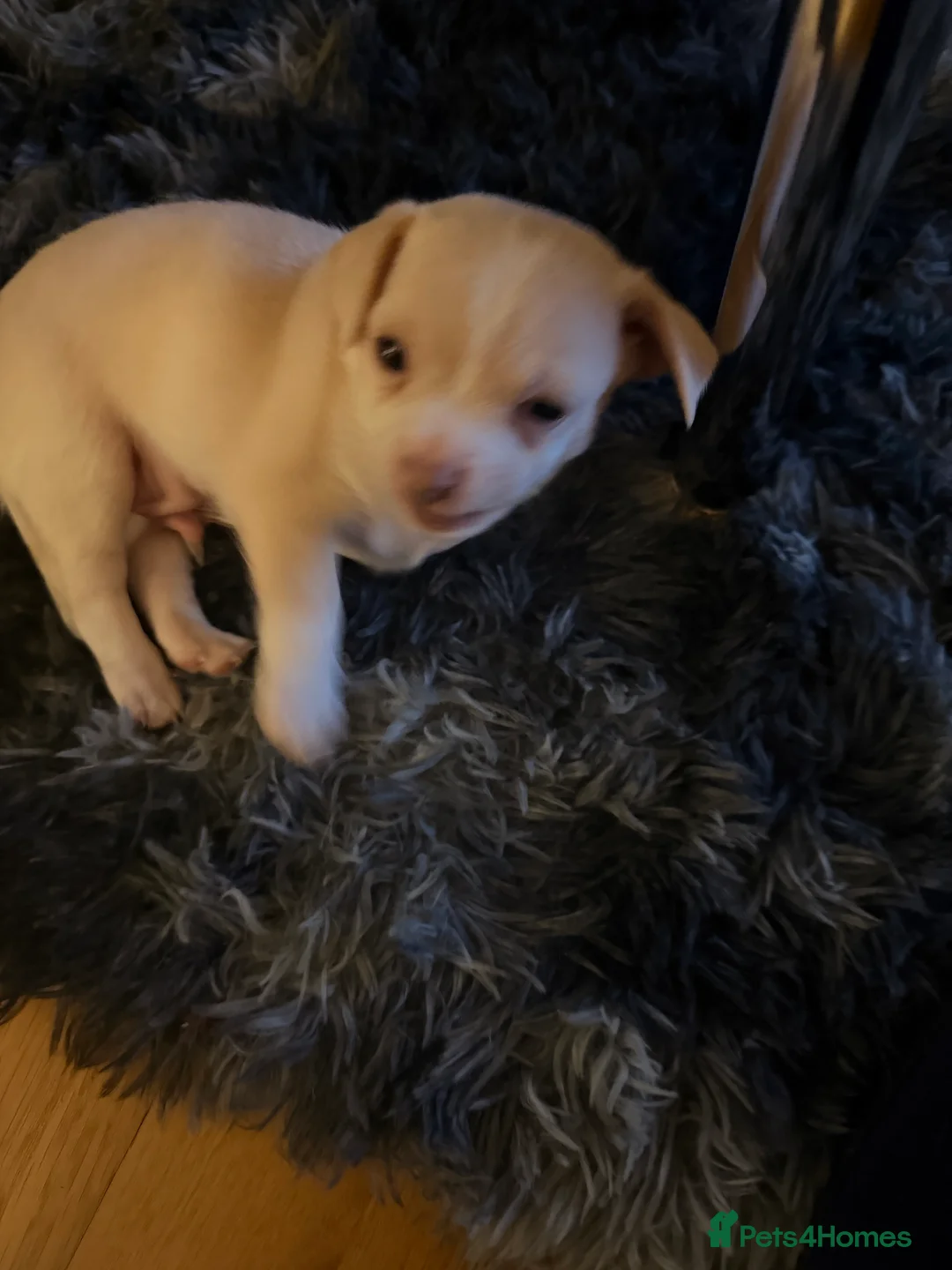 Chihuahua dogs for sale: 8 week old toy chihuahua puppy - Advert 6