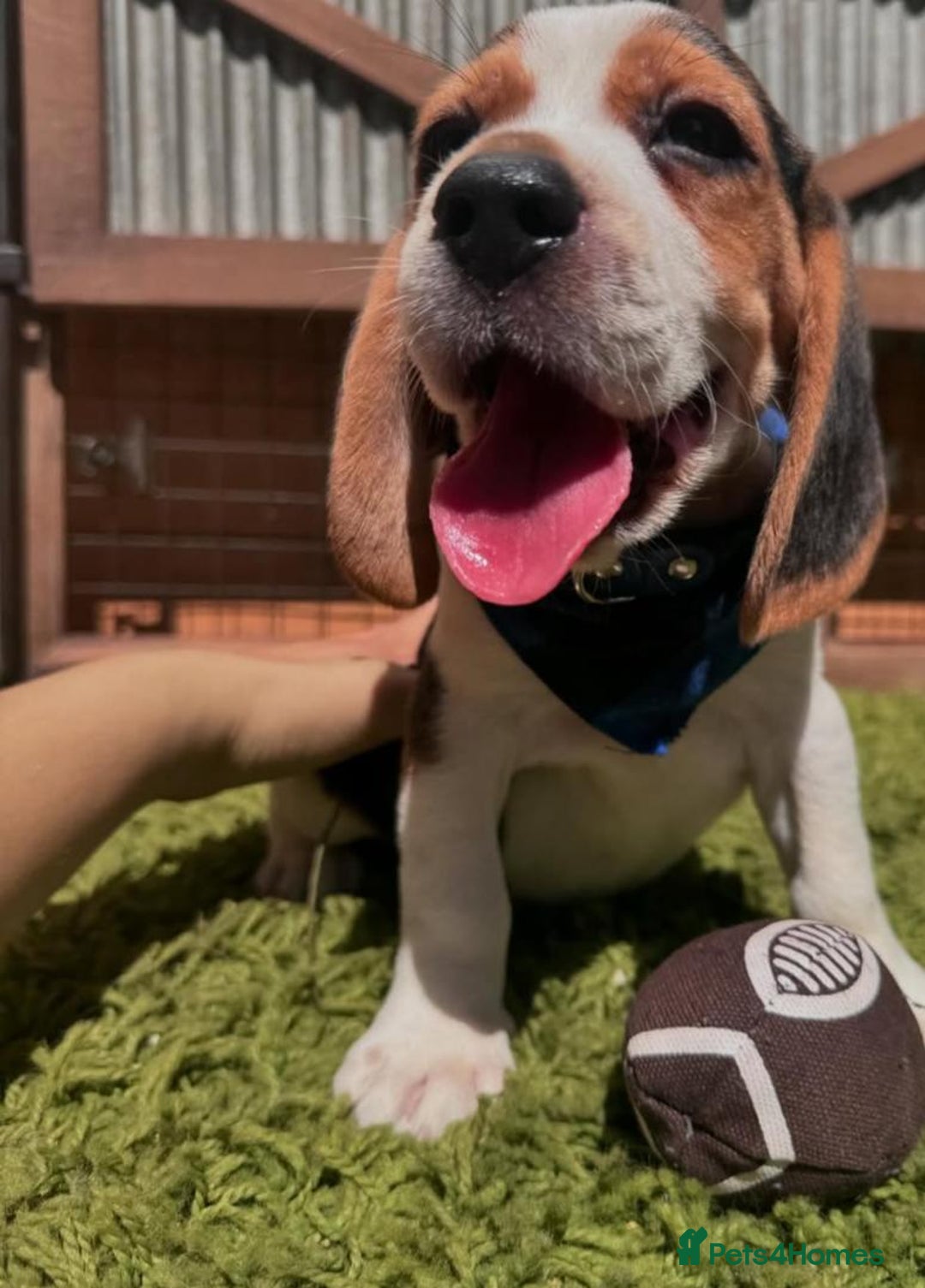 Beagle dogs for sale: Beagle puppies ready for their new home. - Image 9
