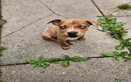 Mixed Breed dogs for sale: American bulldog x rottweiller - Image 5