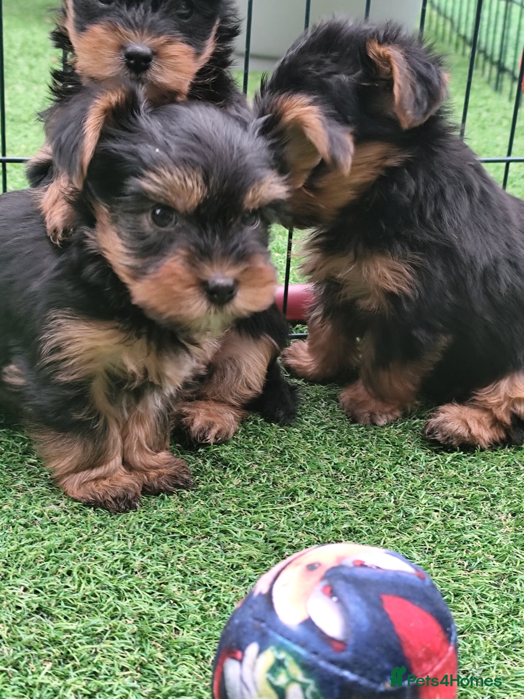 Yorkshire Terrier dogs for sale: Beautiful Mini Yorkshire Terrier puppies - Image 15