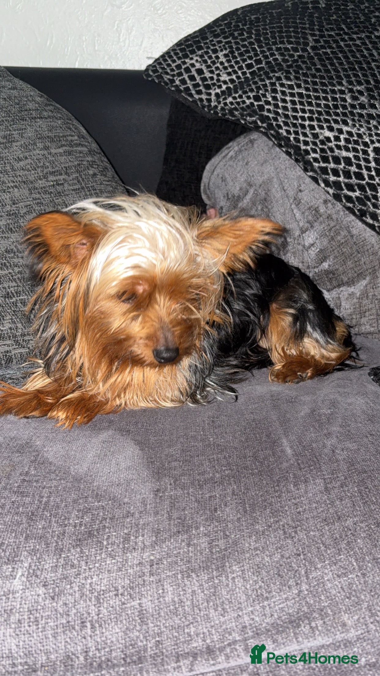 Yorkshire Terrier dogs Toy Yorkshire terrier  - Advert 4