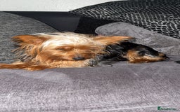 Yorkshire Terrier dogs for stud: Toy Yorkshire terrier  - Advert 1