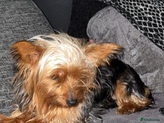 Yorkshire Terrier dogs Toy Yorkshire terrier - Advert 17