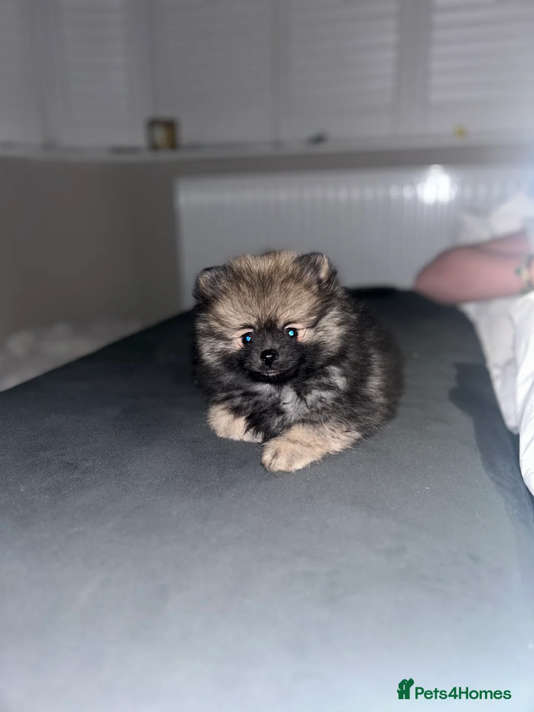 Pomeranian dogs for stud: Chocolate Merle Stud Health Tested in Dartford - Advert 20