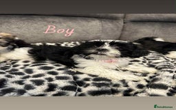 Shih Tzu dogs for sale: 🩷 Beautiful Shitzu Puppies 🩷 - Image 25