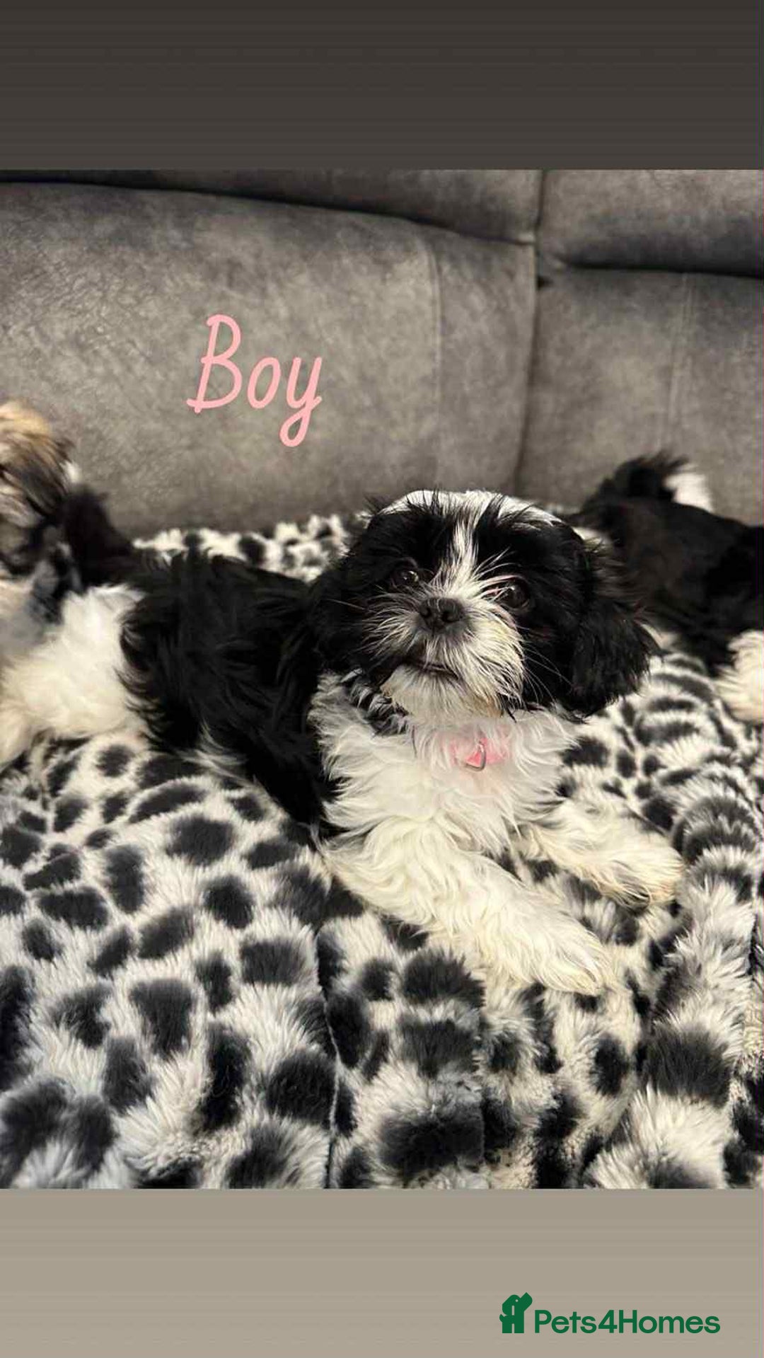 Shih Tzu dogs for sale: 🩷 Beautiful Shitzu Puppies 🩷 - Image 25