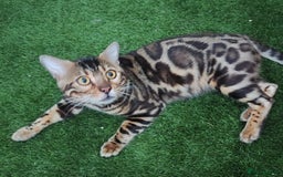 Bengal cats for sale: 🔥 Beautiful Boy Bengal Cat for Sale! 🔥 Plus 3 😺 - Image 13