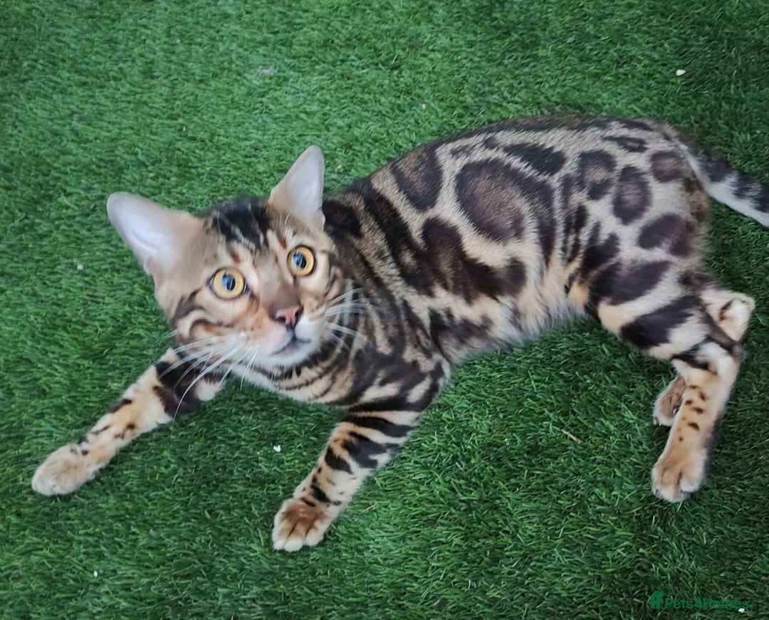 Bengal cats for sale: 🔥 Beautiful Boy Bengal Cat for Sale! 🔥 Plus 3 😺 - Image 13