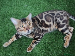 Bengal cats - Advert 12