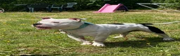American Bull Staffy dogs for sale: Esko the pocket bully  - Advert 3