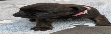 Staffordshire Bull Terrier 1