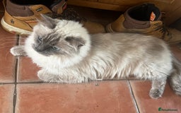 Ragdoll cats for sale: Female Ragdoll for Sale - Image 4