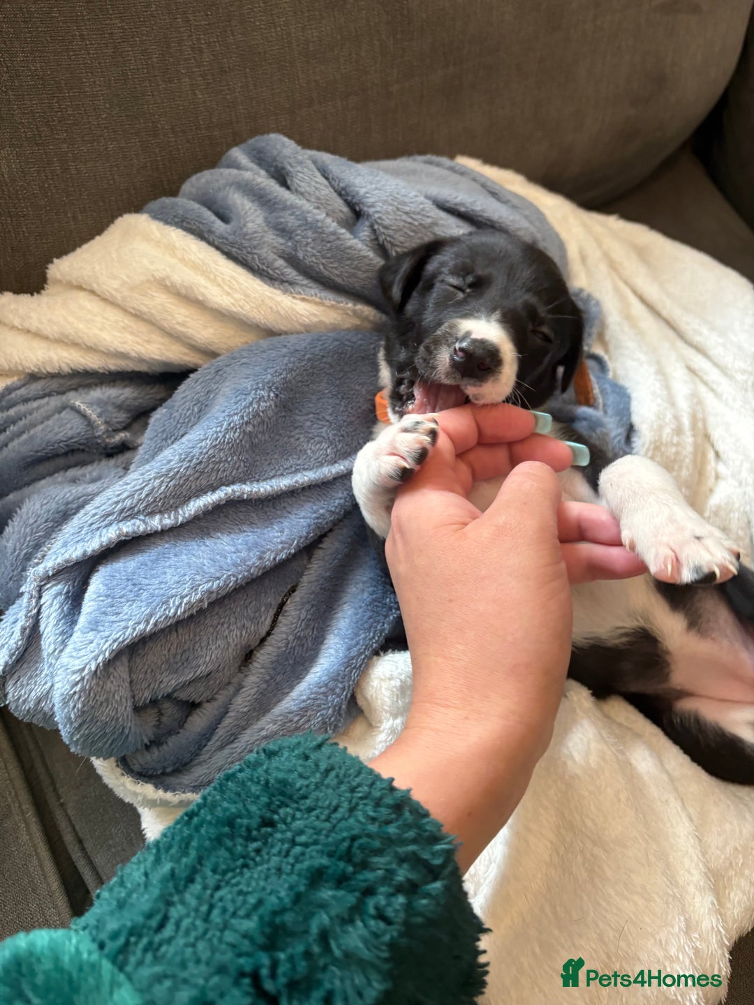 Mixed Breed dogs for sale: Beautiful whippet cross labrador(collie) puppies  - Image 32