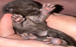 Bengal cats for sale: Beautiful Bengal Kittens - 4 boys, 1 girl - Image 3