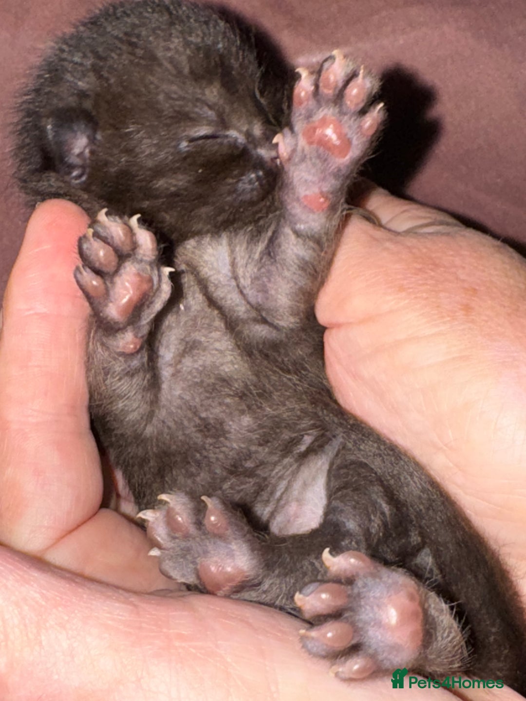 Bengal cats for sale: Beautiful Bengal Kittens - 4 boys, 1 girl - Image 3