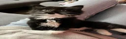 Mixed Breed cats for sale: Kittens For Sale! - Advert 13