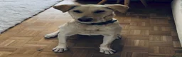 Mixed Breed dogs for sale: Looking for his new home and loving people - Advert 2