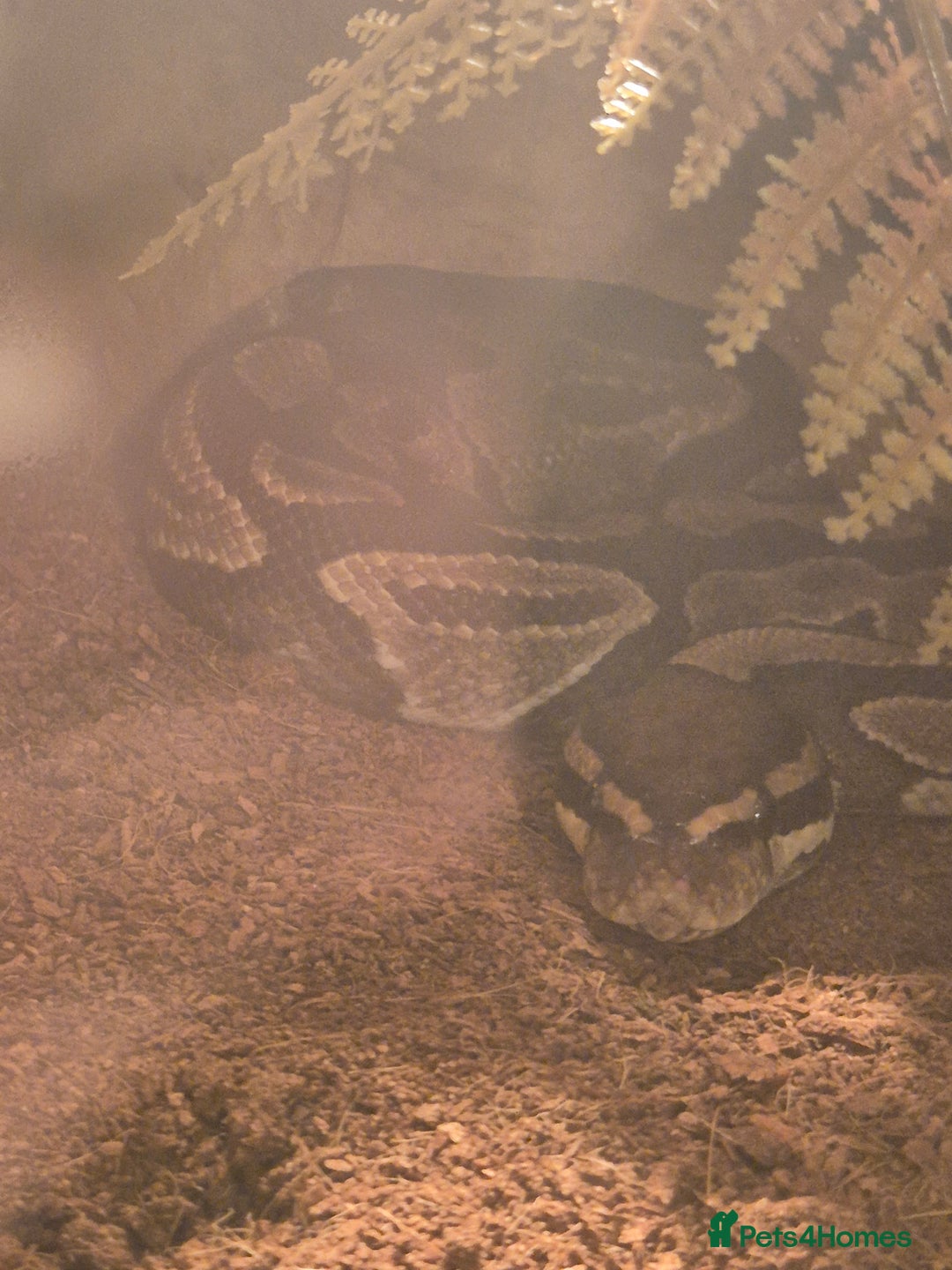 Python Snake reptiles for sale: Female ball python full set up - Image 2
