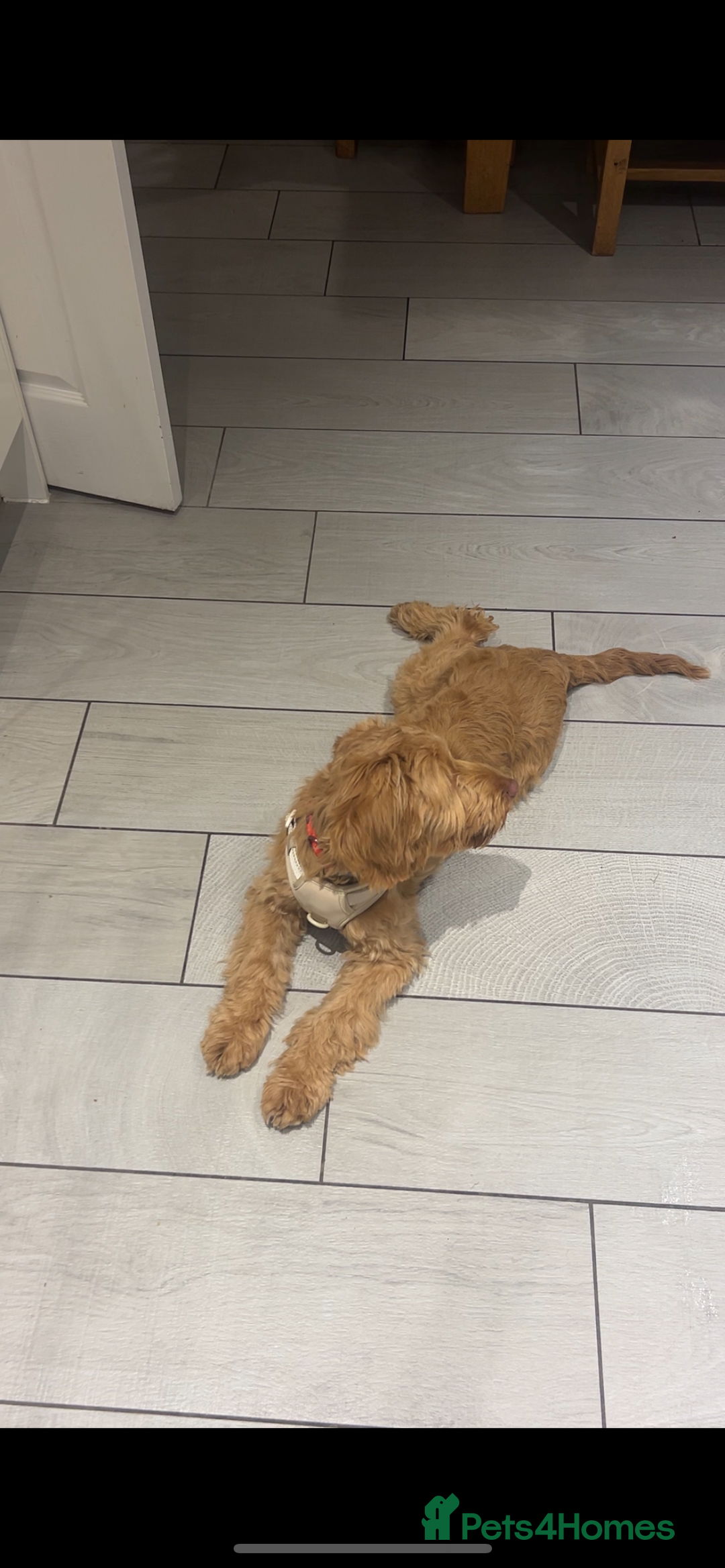 Cavapoo dogs for sale: Boy cavapoo needs a new home  - Advert 4