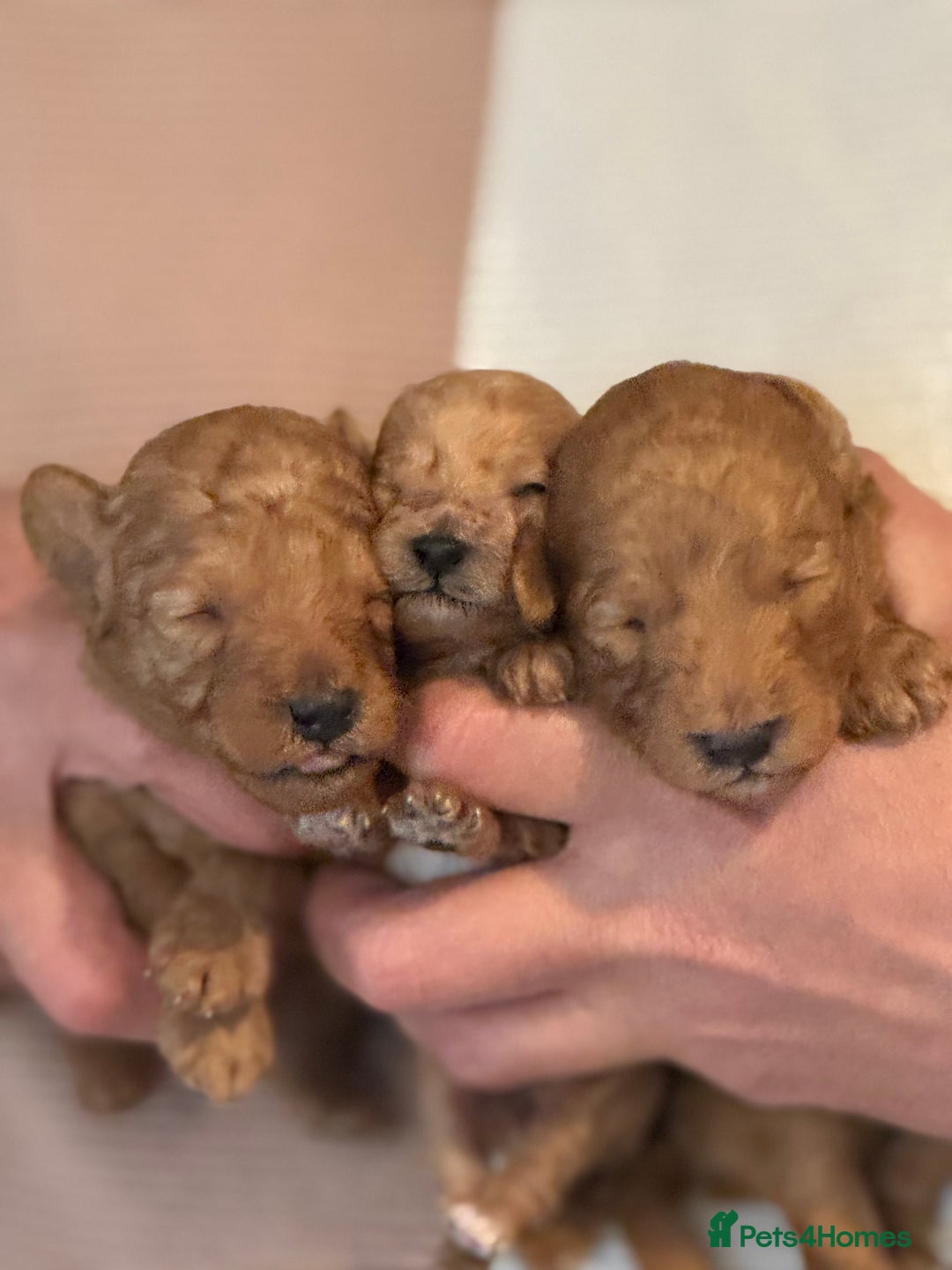Toy Poodle dogs for sale: Toy Poodles - Advert 8
