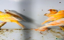 Canaries birds for sale: Young Red factor canaries for sale  - Image 4