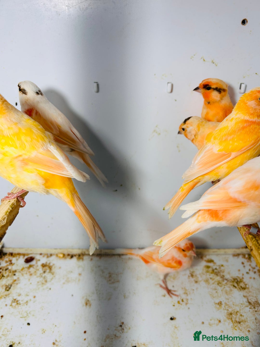 Canaries birds for sale: Young Red factor canaries for sale  - Image 4