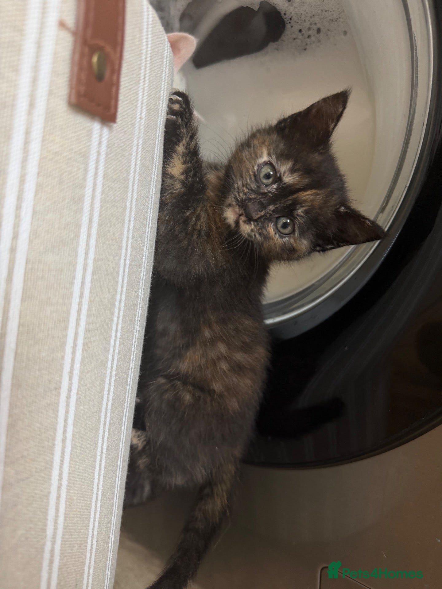 Mixed Breed cats Kittens - Advert 18