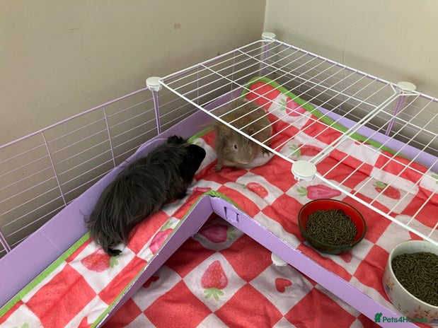 Guinea Pig rodents - Advert 14