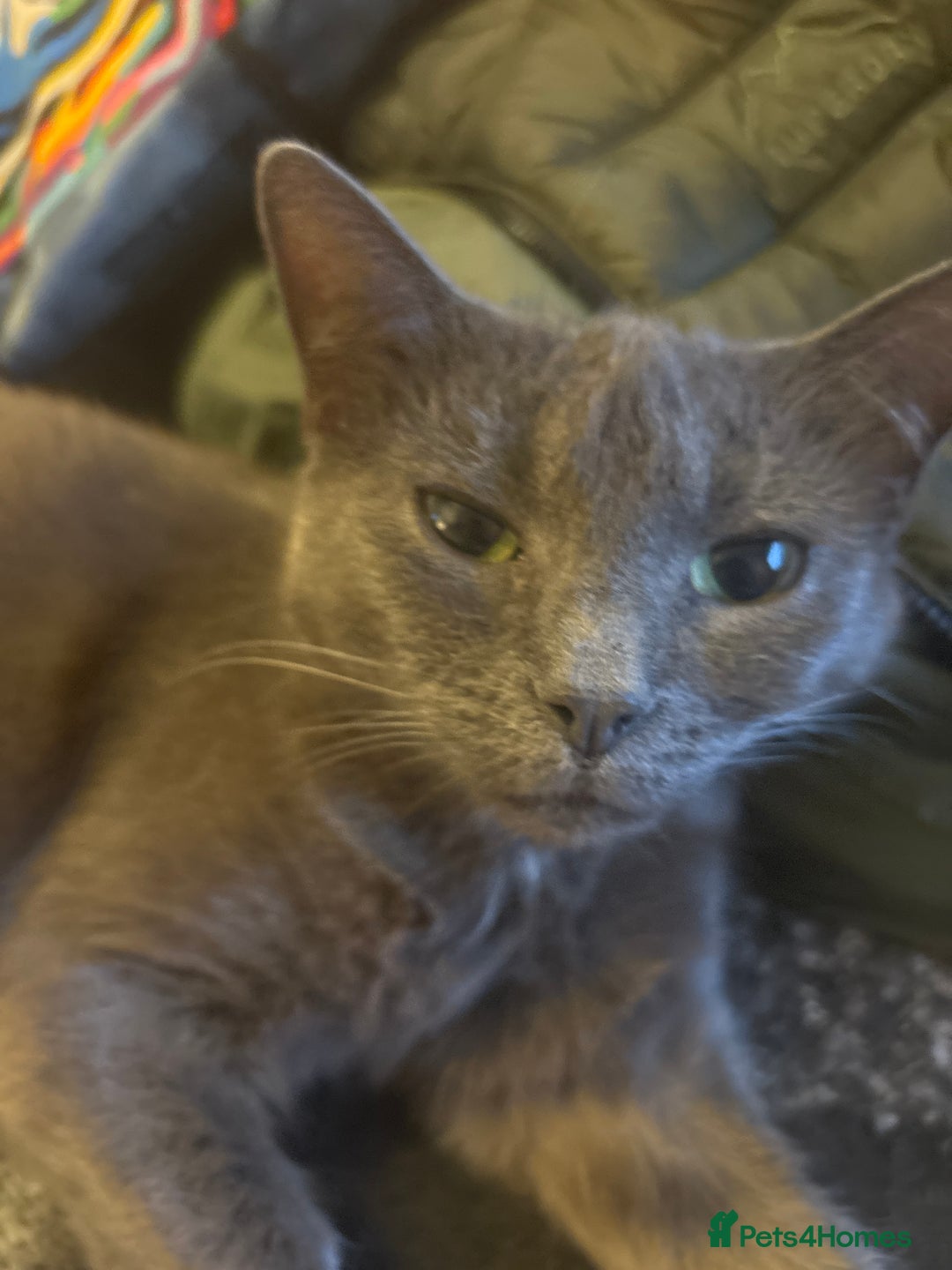 Mixed Breed cats for sale: Wee grey kittens - Advert 1