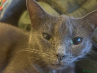 Mixed Breed cats Wee grey kittens - Advert 1