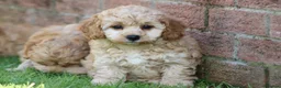Cavapoochon dogs for sale: CAVAPOOCHON PUPPIES FOR SALE - Advert 31