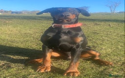 Dobermann dogs for stud: Dobermann for stud - Image 4