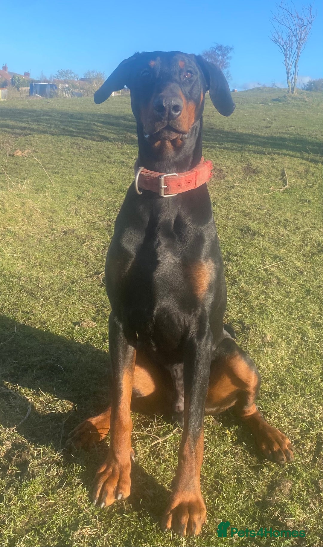 Dobermann dogs for stud: Dobermann for stud - Image 4