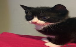 Ragdoll cats for sale: Kittens for sale  - Image 3